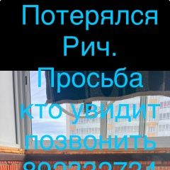 Подробнее об объявлении «Пропала собака потерялась собака Красноярск» Фото: пропала собака Американский стаффордширский терьер «Пропала собака потерялась собака Красноярск» в г. Красноярск