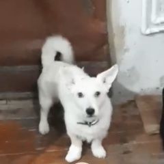 Подробнее об объявлении «Пропала собака кобель Губкин» Фото: пропала собака  «Пропала собака кобель Губкин» в г. Губкин