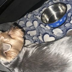 Подробнее об объявлении «Пропала собака кобель йоркширский терьер Адлер» Фото: пропала собака Йоркширский терьер «Пропала собака кобель йоркширский терьер Адлер» в г. Адлер