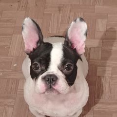 Подробнее об объявлении «Усолье-Сибирское (Иркутская обл.) Пропала собака помогите найти» Фото: пропала собака Французский бульдог «Усолье-Сибирское (Иркутская обл.) Пропала...» в г. Усолье-Сибирское (Иркутская обл.)