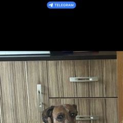 Подробнее об объявлении «Тула Пропала собака тоня» Фото: пропала собака  «Тула Пропала собака тоня» в г. Тула