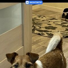 Подробнее об объявлении «Пропала собака кобель мальчик Чита» Фото: пропала собака  «Пропала собака кобель мальчик Чита» в г. Чита