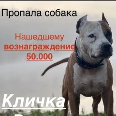 Подробнее об объявлении «Пропала собака кобель срочно Красноярск» Фото: пропала собака  «Пропала собака кобель срочно Красноярск» в г. Красноярск