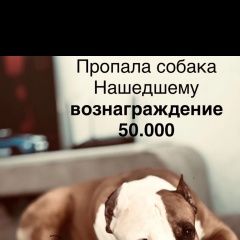 Подробнее об объявлении «Пропала собака кобель Красноярск» Фото: пропала собака Стаффордширский бультерьер «Пропала собака кобель Красноярск» в г. Красноярск