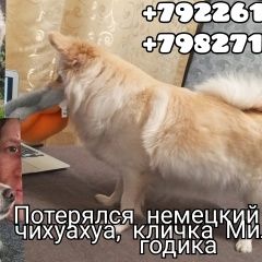 Подробнее об объявлении «Пропала собака помогите в поисках Верхняя Пышма» Фото: пропала собака Немецкий шпиц «Пропала собака помогите в поисках Верхняя Пышма» в г. Верхняя Пышма