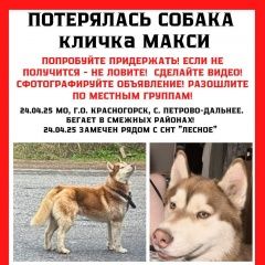 Подробнее об объявлении «Пропала собака кобель хаски Красногорск» Фото: пропала собака Сибирская хаски «Пропала собака кобель хаски Красногорск» в г. Красногорск