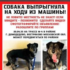 Подробнее об объявлении «Пропала собака выпрыгнула на трассе из машины Домодедово» Фото: пропала собака  «Пропала собака выпрыгнула на трассе из машины...» в г. Домодедово