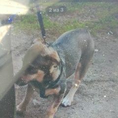 Подробнее об объявлении «Димитровград Пропала собака» Фото: пропала собака  «Димитровград Пропала собака» в г. Димитровград