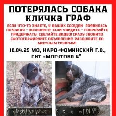 Подробнее об объявлении «Пропала собака кобель пожалуйста, если увидели придержите. Нарофоминск» Фото: пропала собака Дратхаар «Пропала собака кобель пожалуйста, если увидели...» в г. Нарофоминск