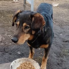 Подробнее об объявлении «Пропала собака кобель пес по кличке барбос. Касли» Фото: пропала собака  «Пропала собака кобель пес по кличке барбос. Касли» в г. Касли