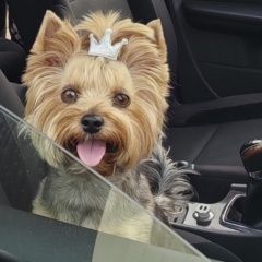 Подробнее об объявлении «Минусинск Пропала собака йоркширский терьер» Фото: пропала собака  «Минусинск Пропала собака йоркширский терьер» в г. Минусинск