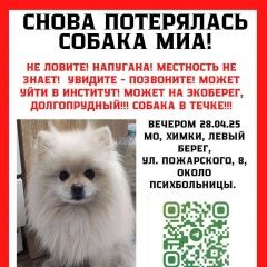 Подробнее об объявлении «Пропала собака помогите найти мию. белый шпиц Химки» Фото: пропала собака  «Пропала собака помогите найти мию. белый шпиц...» в г. Химки