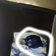 Подробнее об объявлении «Пропала собака кобель потерялись две собачки Симферополь» Фото: пропала собака  «Пропала собака кобель потерялись две собачки...» в г. Симферополь