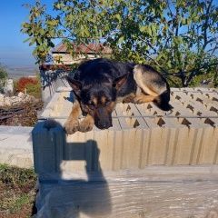 Подробнее об объявлении «Пропала собака кобель г. Симферополь» Фото: пропала собака  «Пропала собака кобель г. Симферополь» в г. Симферополь