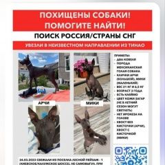 Подробнее об объявлении «Пропала собака кобель продолжается поиск мексиканских голых со Шарапово» Фото: пропала собака  «Пропала собака кобель продолжается поиск...» в г. Шарапово
