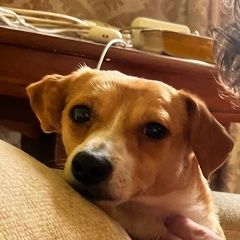 Подробнее об объявлении «Пропала собака маленькая рыжая собачка Москва» Фото: пропала собака  «Пропала собака маленькая рыжая собачка Москва» в г. Москва