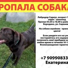 Подробнее об объявлении «Мытищи Пропала собака кобель 03. 05 в 18. 00» Фото: пропала собака Лабрадор ретривер «Мытищи Пропала собака кобель 03. 05 в 18. 00» в г. Мытищи