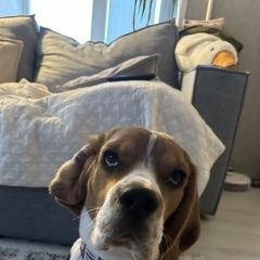 Подробнее об объявлении «Пропала собака кобель Хабаровск» Фото: пропала собака  «Пропала собака кобель Хабаровск» в г. Хабаровск