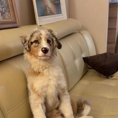 Подробнее об объявлении «Пропала собака кобель Можайск» Фото: пропала собака Австралийская овчарка «Пропала собака кобель Можайск» в г. Можайск