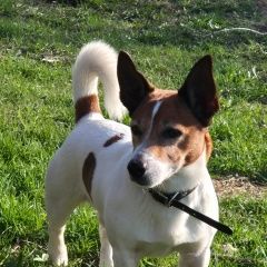 Подробнее об объявлении «Щелково Пропала собака кобель» Фото: пропала собака Джек рассел терьер «Щелково Пропала собака кобель» в г. Щелково