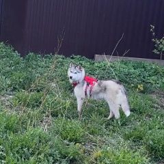 Подробнее об объявлении «Пропала собака похожа на волка 40-50 см Москва» Фото: пропала собака  «Пропала собака похожа на волка 40-50 см Москва» в г. Москва