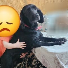 Картинка пропала собака