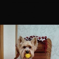 Подробнее об объявлении «Пропала собака Хабаровск» Фото: пропала собака Йоркширский терьер «Пропала собака Хабаровск» в г. Хабаровск