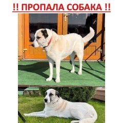 Подробнее об объявлении «Бронницы Пропала собака» Фото: пропала собака Среднеазиатская овчарка «Бронницы Пропала собака» в г. Бронницы
