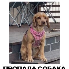 Подробнее об объявлении «Пропала собака Красноярск» Фото: пропала собака Английский кокер-спаниель «Пропала собака Красноярск» в г. Красноярск