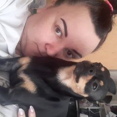 Подробнее об объявлении «Пропала собака кобель Омск» Фото: пропала собака Той-терьер «Пропала собака кобель Омск» в г. Омск