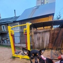 Подробнее об объявлении «Киров (Кировская обл.) Пропала собака» Фото: пропала собака Той-терьер «Киров (Кировская обл.) Пропала собака» в г. Киров (Кировская обл.)