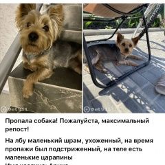 Подробнее об объявлении «Белоусово Пропала собака кобель жорик» Фото: пропала собака Йоркширский терьер «Белоусово Пропала собака кобель жорик» в г. Белоусово