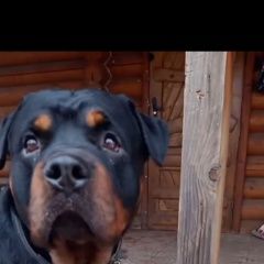 Подробнее об объявлении «Пропала собака кобель собака : султан. Самара» Фото: пропала собака  «Пропала собака кобель собака : султан. Самара» в г. Самара