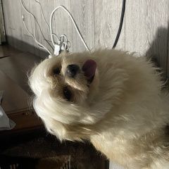 Подробнее об объявлении «Пропала собака кобель пёс Бишкек» Фото: пропала собака  «Пропала собака кобель пёс Бишкек» в г. Бишкек