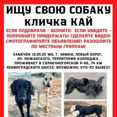 Подробнее об объявлении «Пропала собака кобель и две собаки Солнечногорск» Фото: пропала собака  «Пропала собака кобель и две собаки Солнечногорск» в г. Солнечногорск