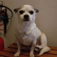 Подробнее об объявлении «Пропала собака Москва» Фото: пропала собака  «Пропала собака Москва» в г. Москва