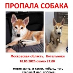 Подробнее об объявлении «Пропала собака кобель Москва» Фото: пропала собака  «Пропала собака кобель Москва» в г. Москва