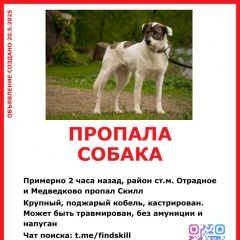 Подробнее об объявлении «Пропала собака кобель Москва» Фото: пропала собака  «Пропала собака кобель Москва» в г. Москва