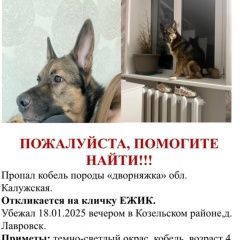 Подробнее об объявлении «Козельск Пропала собака кобель» Фото: пропала собака  «Козельск Пропала собака кобель» в г. Козельск