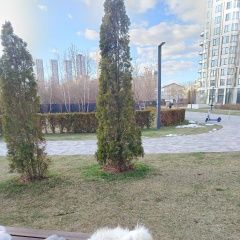 Подробнее об объявлении «Пропала собака кобель Одинцово» Фото: пропала собака Мальтийская болонка «Пропала собака кобель Одинцово» в г. Одинцово