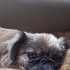 Подробнее об объявлении «Пропала собака помогите найти Москва» Фото: пропала собака Пекинес «Пропала собака помогите найти Москва» в г. Москва