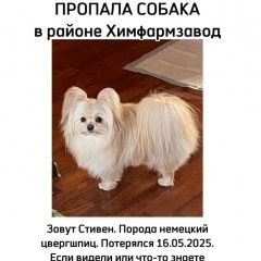 Подробнее об объявлении «Пропала собака кобель умоляю, помогите найти члена семьи Хабаровск» Фото: пропала собака  «Пропала собака кобель умоляю, помогите найти...» в г. Хабаровск