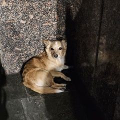 Подробнее об объявлении «Пропала собака кобель Дзержинск» Фото: пропала собака  «Пропала собака кобель Дзержинск» в г. Дзержинск