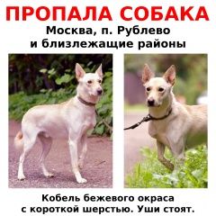 Подробнее об объявлении «Пропала собака кобель повторно (а) собака Москва» Фото: пропала собака  «Пропала собака кобель повторно (а) собака Москва» в г. Москва