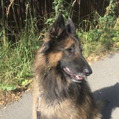 Подробнее об объявлении «Пропала собака кобель Звенигород» Фото: пропала собака Бельгийская овчарка «Пропала собака кобель Звенигород» в г. Звенигород