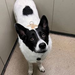 Подробнее об объявлении «Пропала собака Москва» Фото: пропала собака  «Пропала собака Москва» в г. Москва