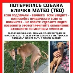 Подробнее об объявлении «Пропала собака кобель кличка матео Москва» Фото: пропала собака Левретка «Пропала собака кобель кличка матео Москва» в г. Москва
