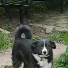 Подробнее об объявлении «Тула Пропала собака» Фото: пропала собака  «Тула Пропала собака» в г. Тула