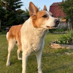 Подробнее об объявлении «Златоуст Пропала собака кобель» Фото: пропала собака  «Златоуст Пропала собака кобель» в г. Златоуст