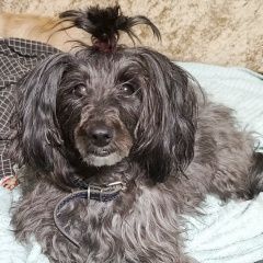 Подробнее об объявлении «Пропала собака помоги найти собаку Самара» Фото: пропала собака  «Пропала собака помоги найти собаку Самара» в г. Самара